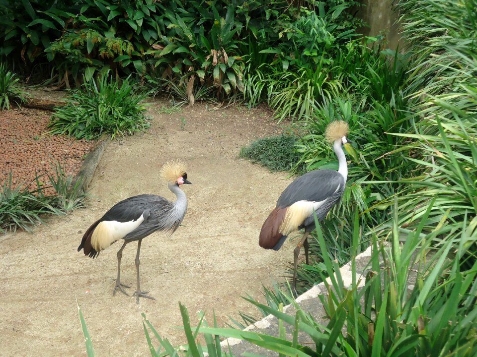 Nature brazil zoo