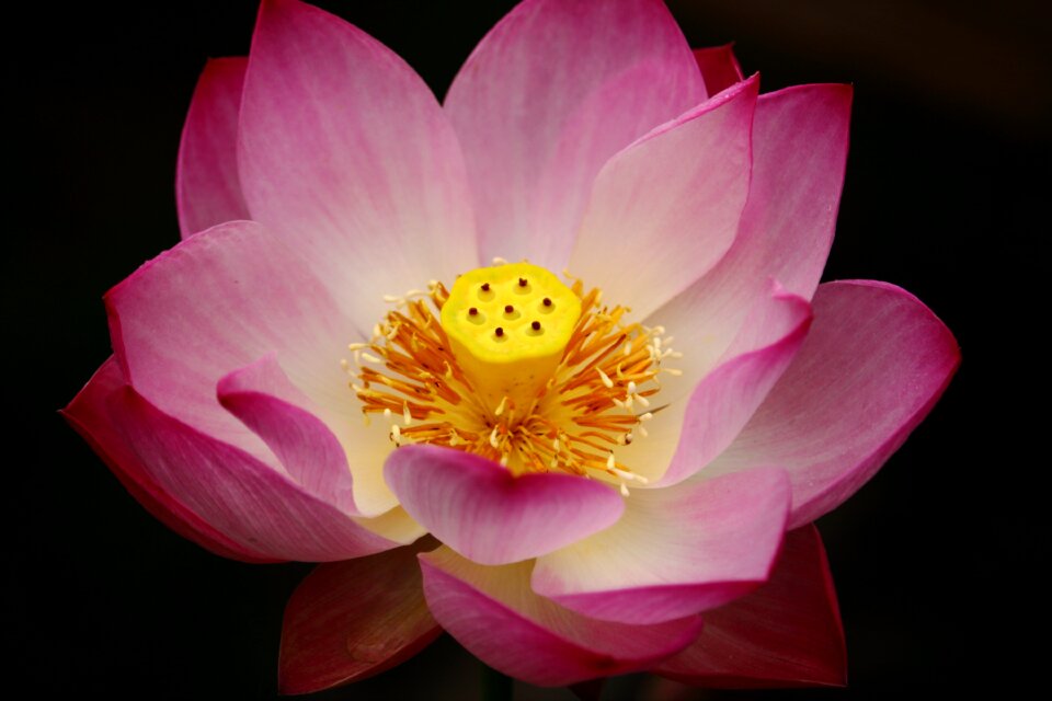 Lotus daechung lotus village