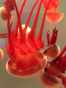 Jellyfish aquarium close-up