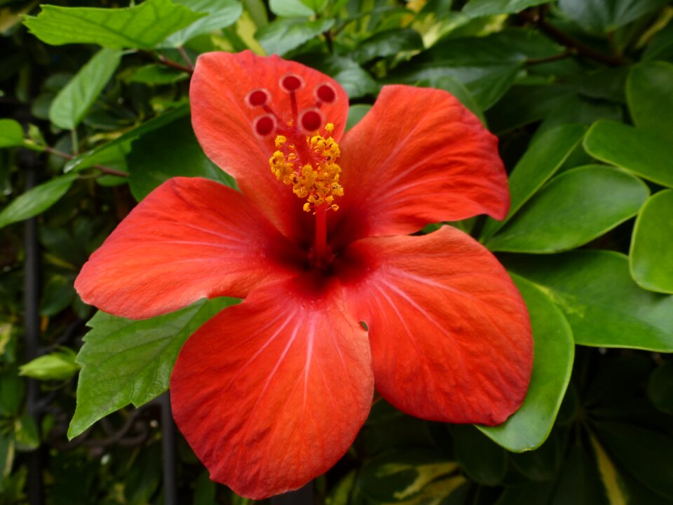 Bloom red close up