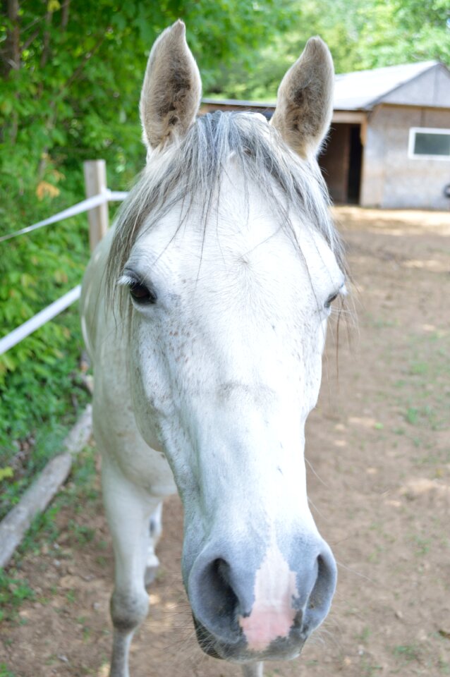 Country animal mare