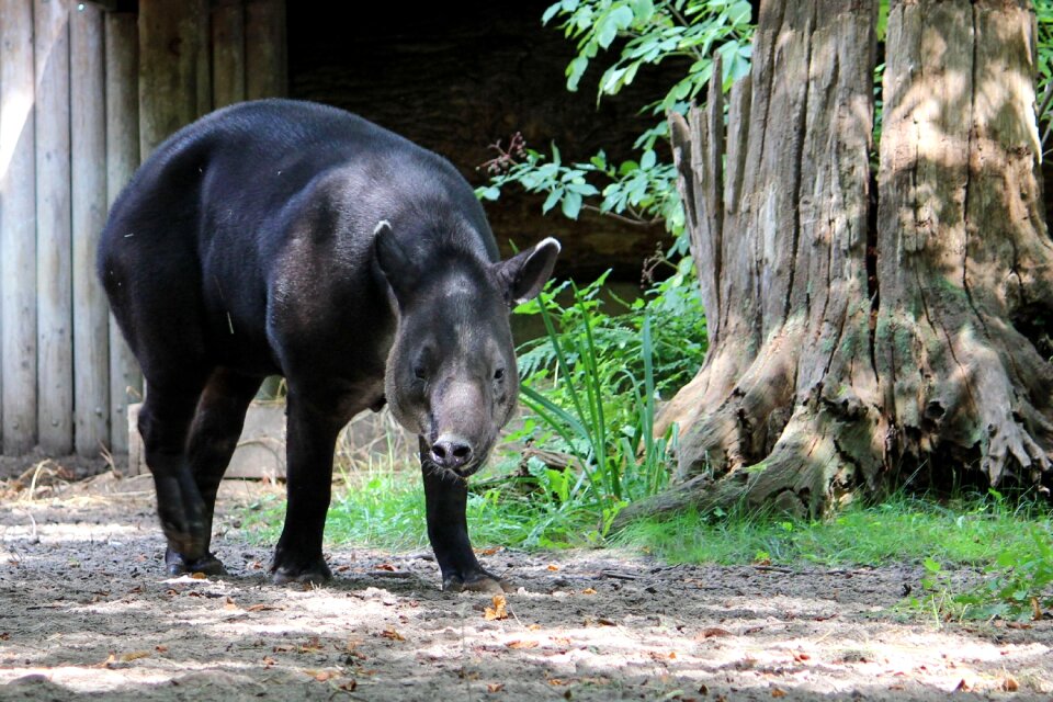 Tapir zoo proboscidea