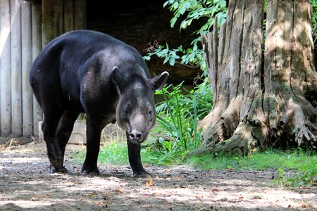 Tapir zoo proboscidea