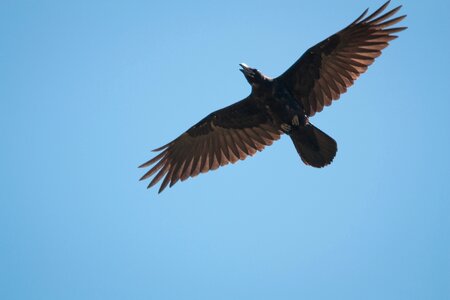 Wild birds raven wild photo
