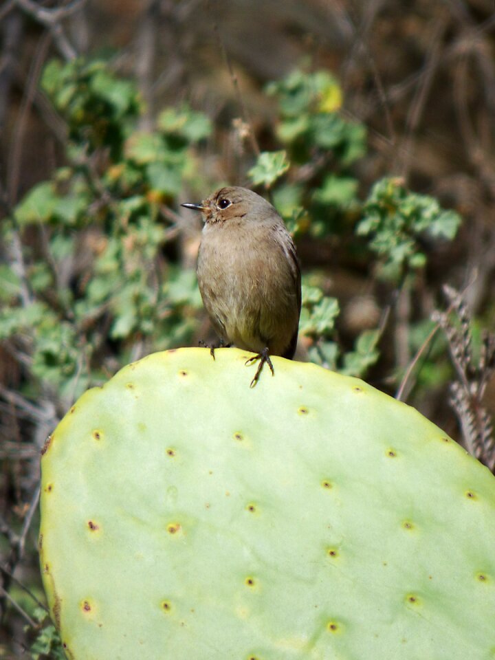 Smoked cactus phoenicurus ochruros photo