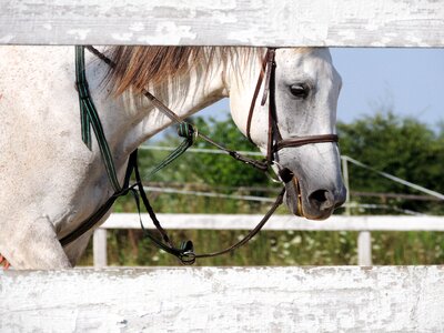 White horse animal nature