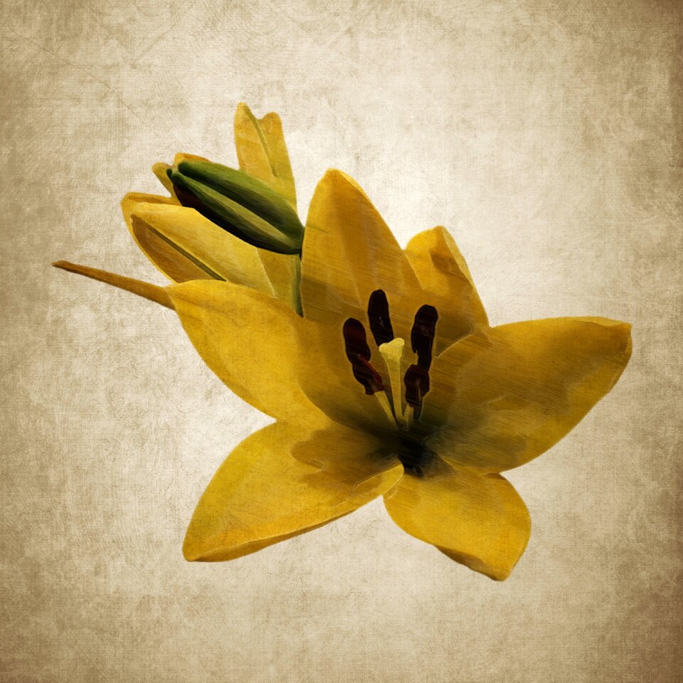 Lily daylily drawing