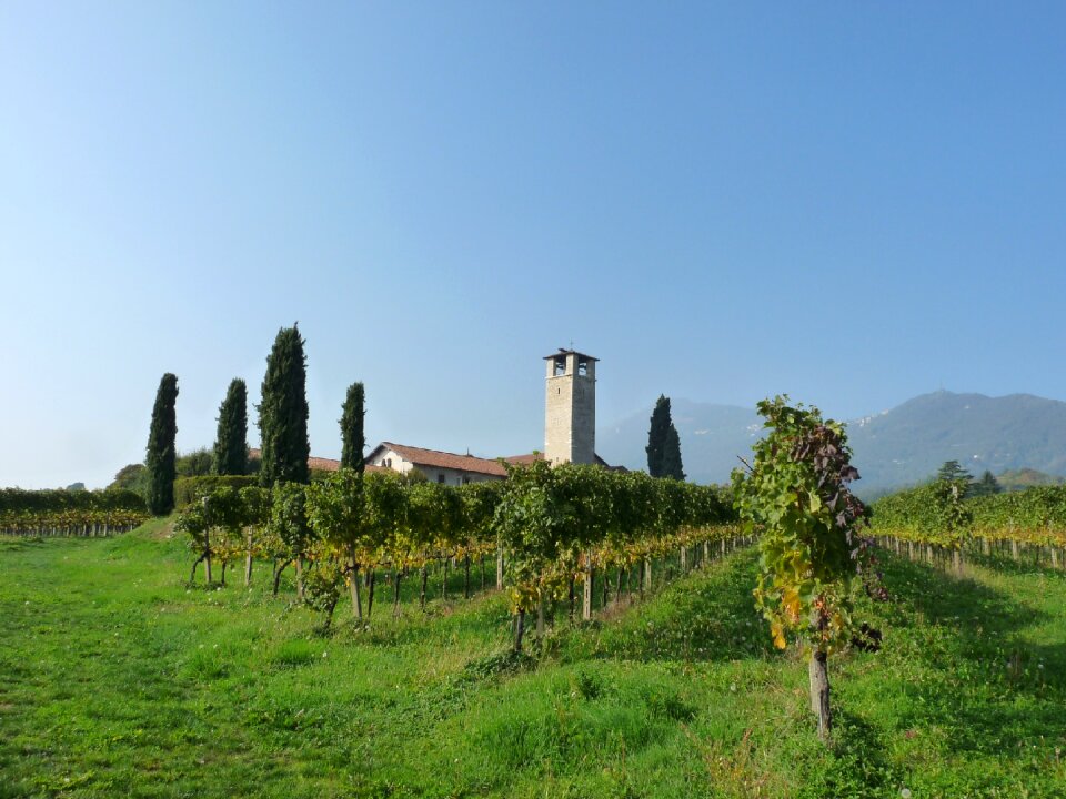 Vineyards bergamo campaign