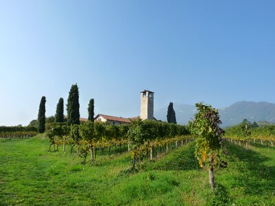 Vineyards bergamo campaign