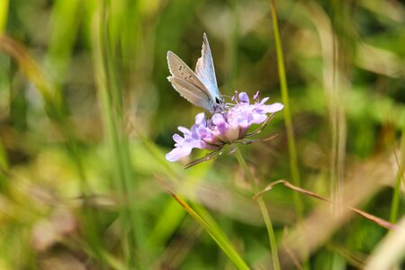 Color wings flowers