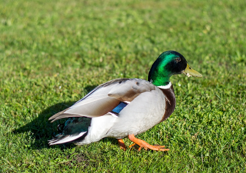 Poultry bride duck white