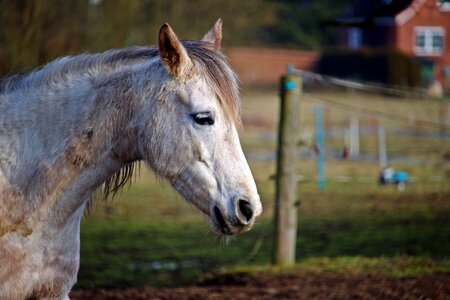 Thoroughbred arabian pasture animal