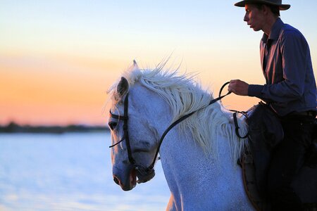 Horses equine animal photo