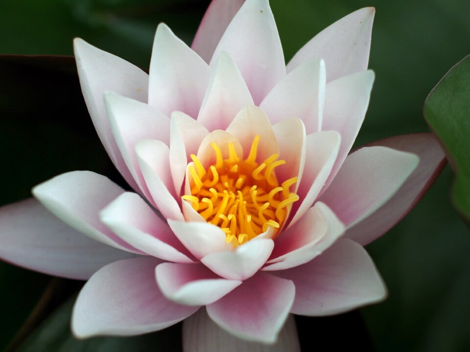 Water floral blossom