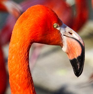 Orange bird africa