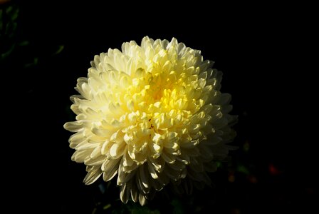 Fall flowers plants yellow flowers photo