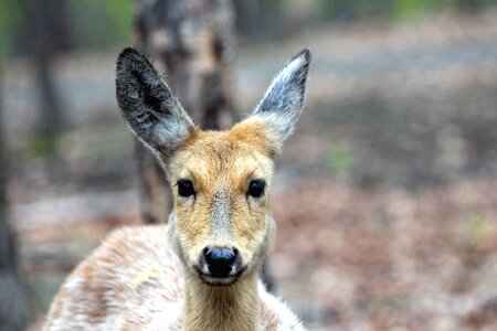 Head animal nature photo