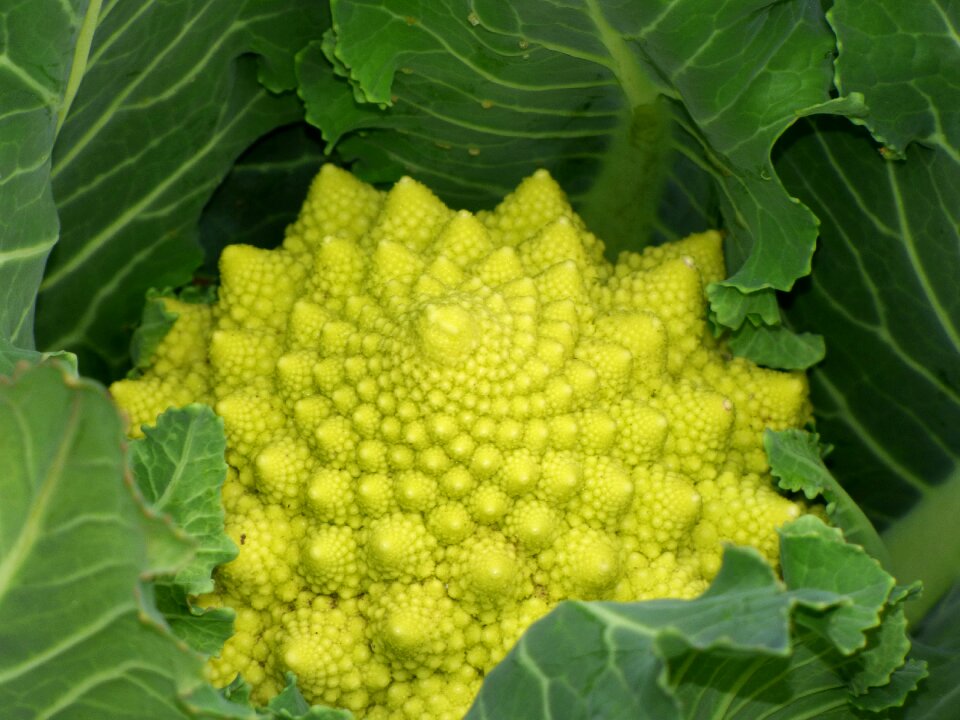 Fractal spiral vegetable