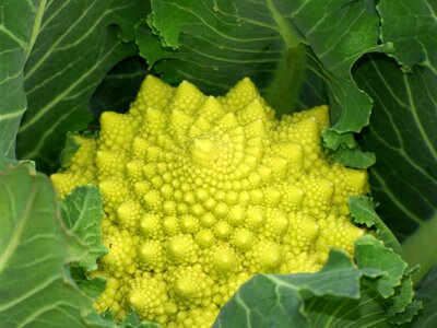 Fractal spiral vegetable photo