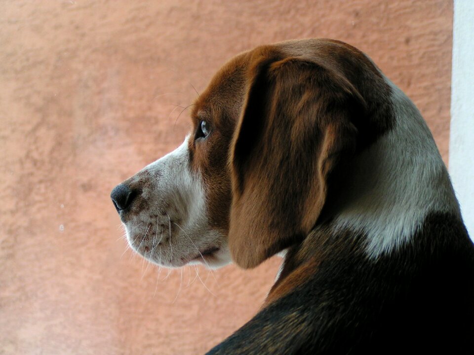 Snout the nose animal