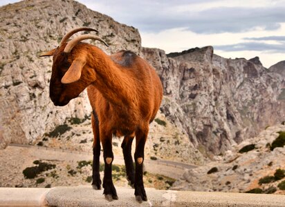 Trustful free running mountain photo