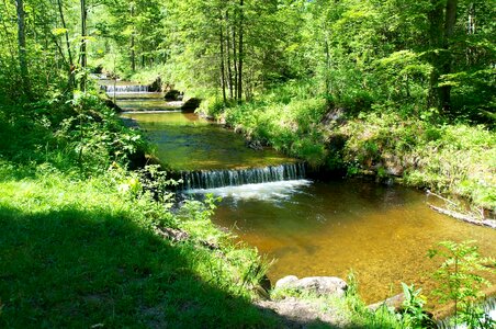 Nature trees raemsel