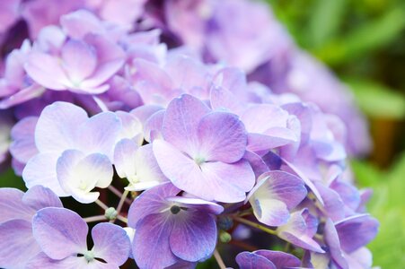 Alive live bloom