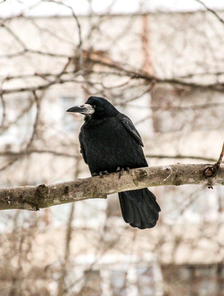 Winter living nature black
