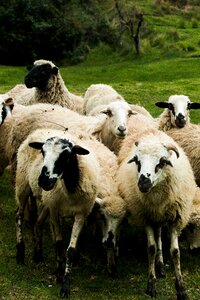 Animal lamb wool photo