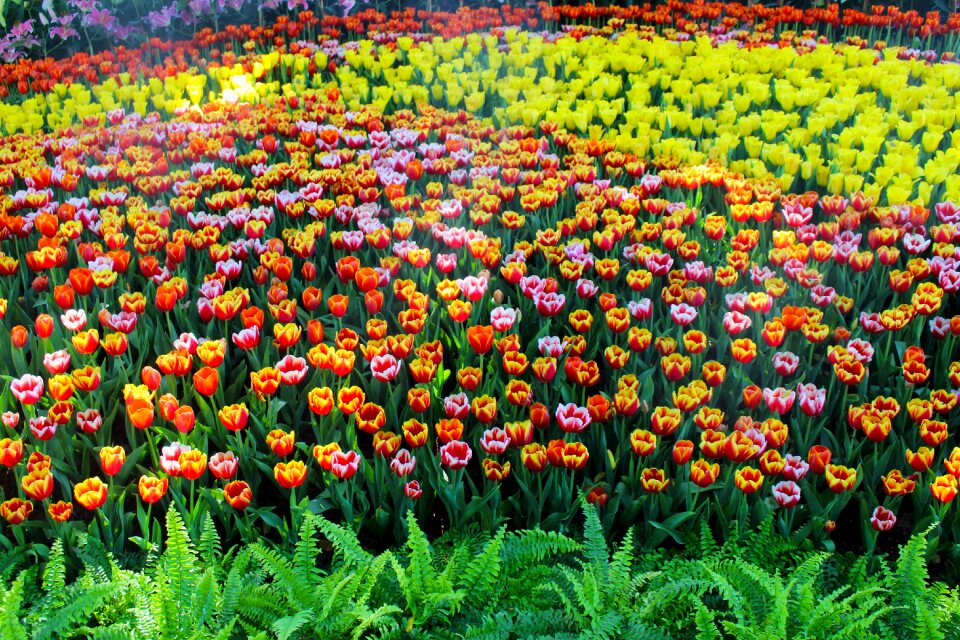 Nature blossom floral