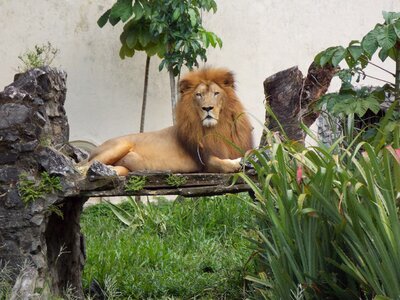 Zoo lion king photo