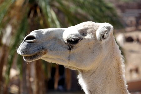Egypt dromedary camel photo