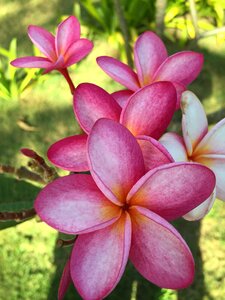 Pink flower thailand photo