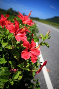 Blue sky flowers red flowers photo