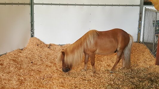 Farm livestock hay