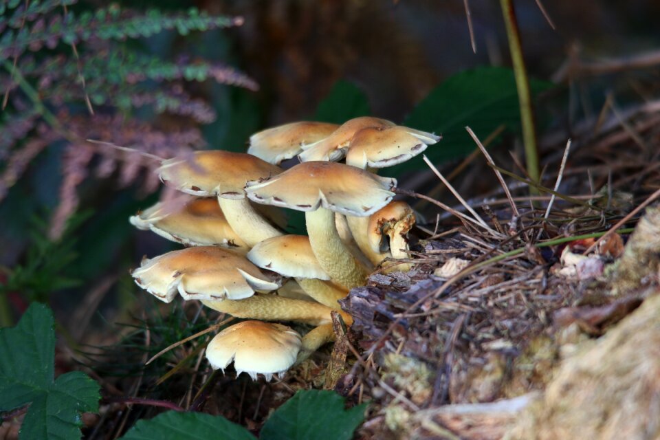 Woodland forest