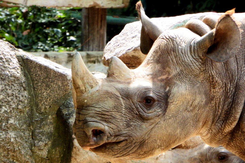 Animal portrait zoo animals
