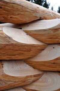 Tribe tree round stem
