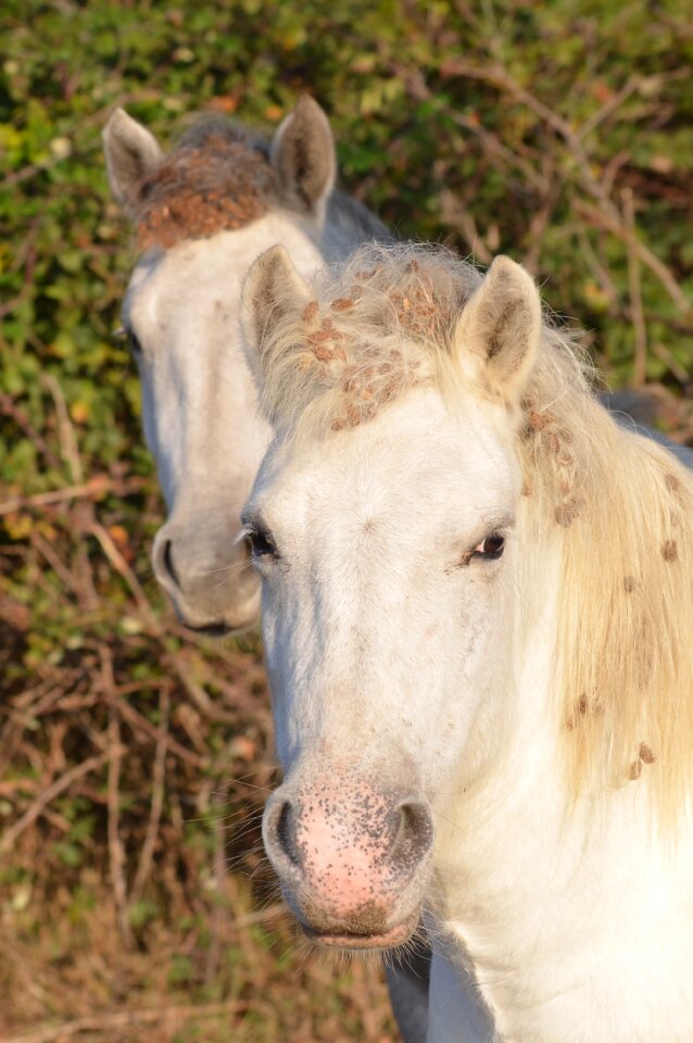 Horses camargue animals