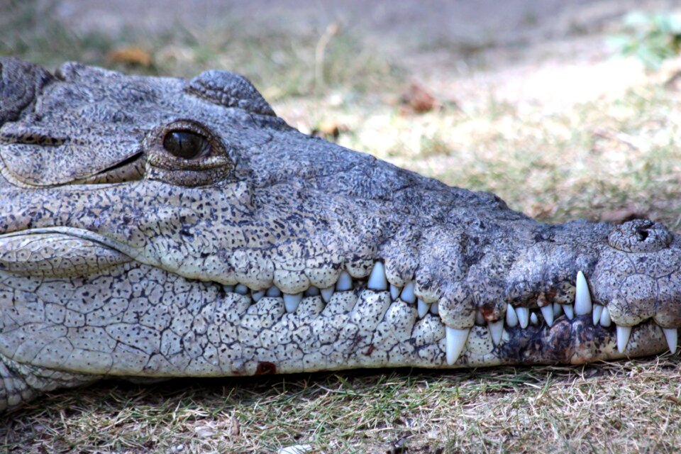 Reptile head krupnyj plan