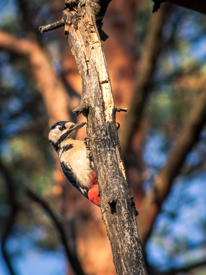 Wild birds woodpecker birds