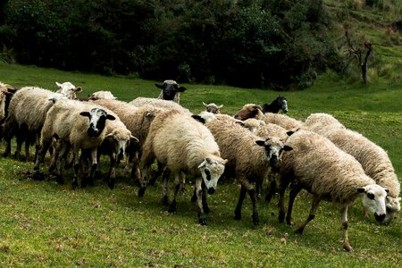 Animal lamb wool photo