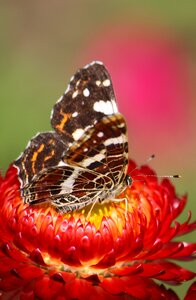 Insect insecta butterfly photo