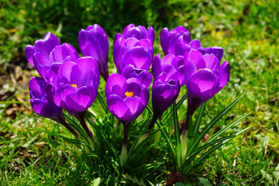 Close up spring bühen
