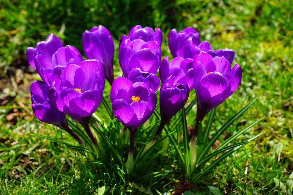 Close up spring bühen photo