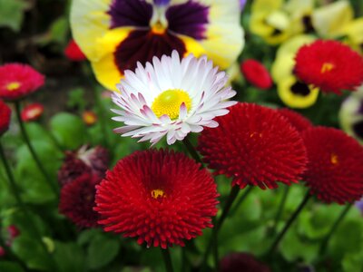 Daisy flower pansies photo