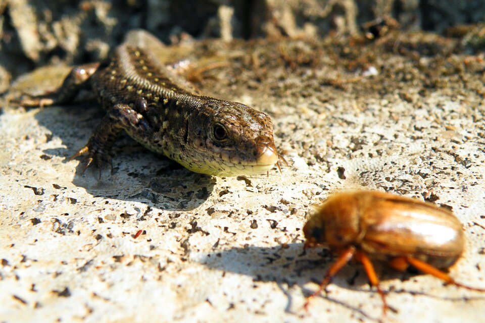 Chafer reptile nature