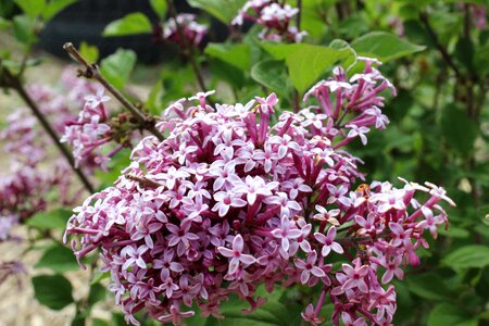 Perennial flower of quebec spring