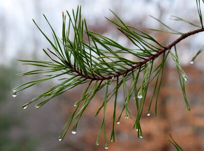 Pine tree needles tree