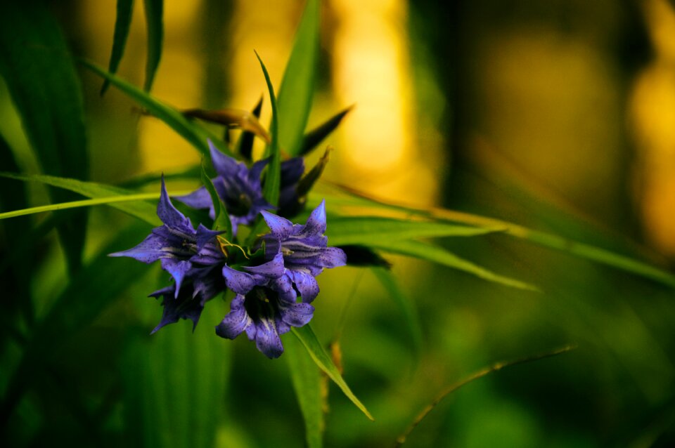 Plant a garden plant violet